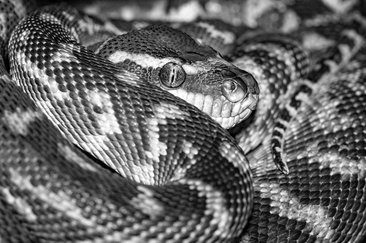 Minimalist Pricing Table